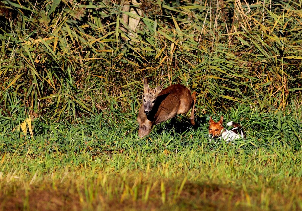 Rehböckchen jagt Jagdhund