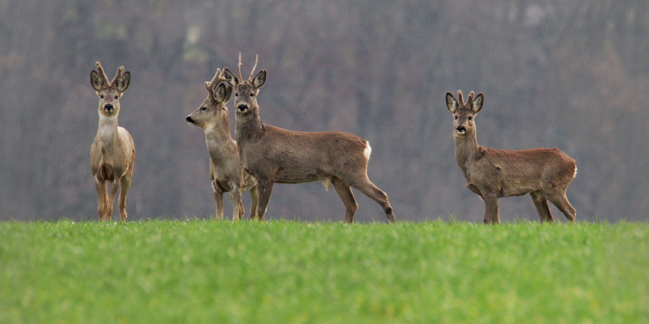 Rehböcke, gestern auf dem Feld Foto & Bild | frühling, natur, naturfoto ...