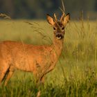 Rehböckle in der Morgensonne