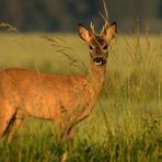 Rehböckle in der Morgensonne