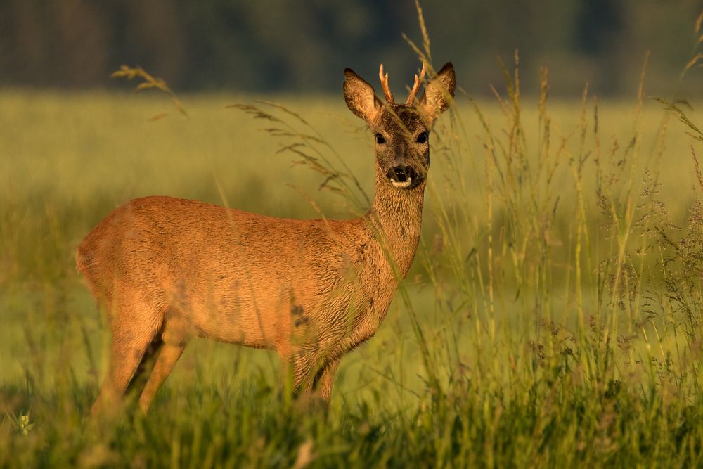 Rehböckle in der Morgensonne