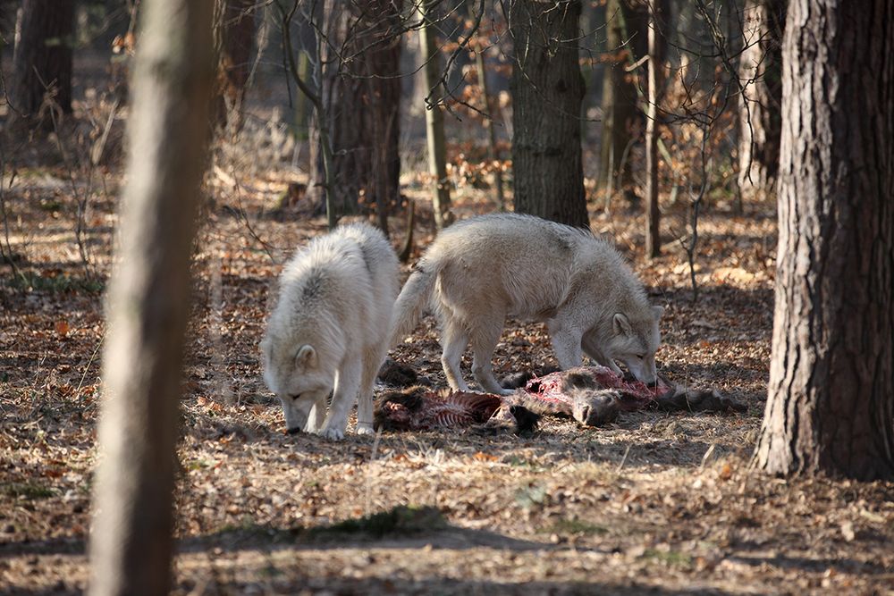 Rehbraten