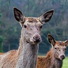 Rehbraune Augen