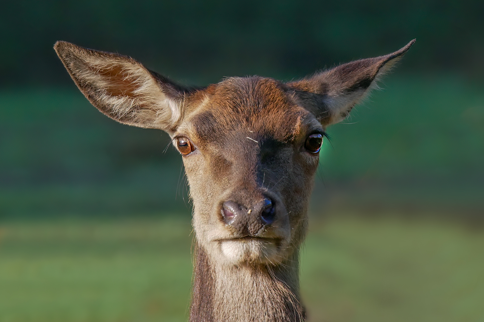 Rehbraune Augen