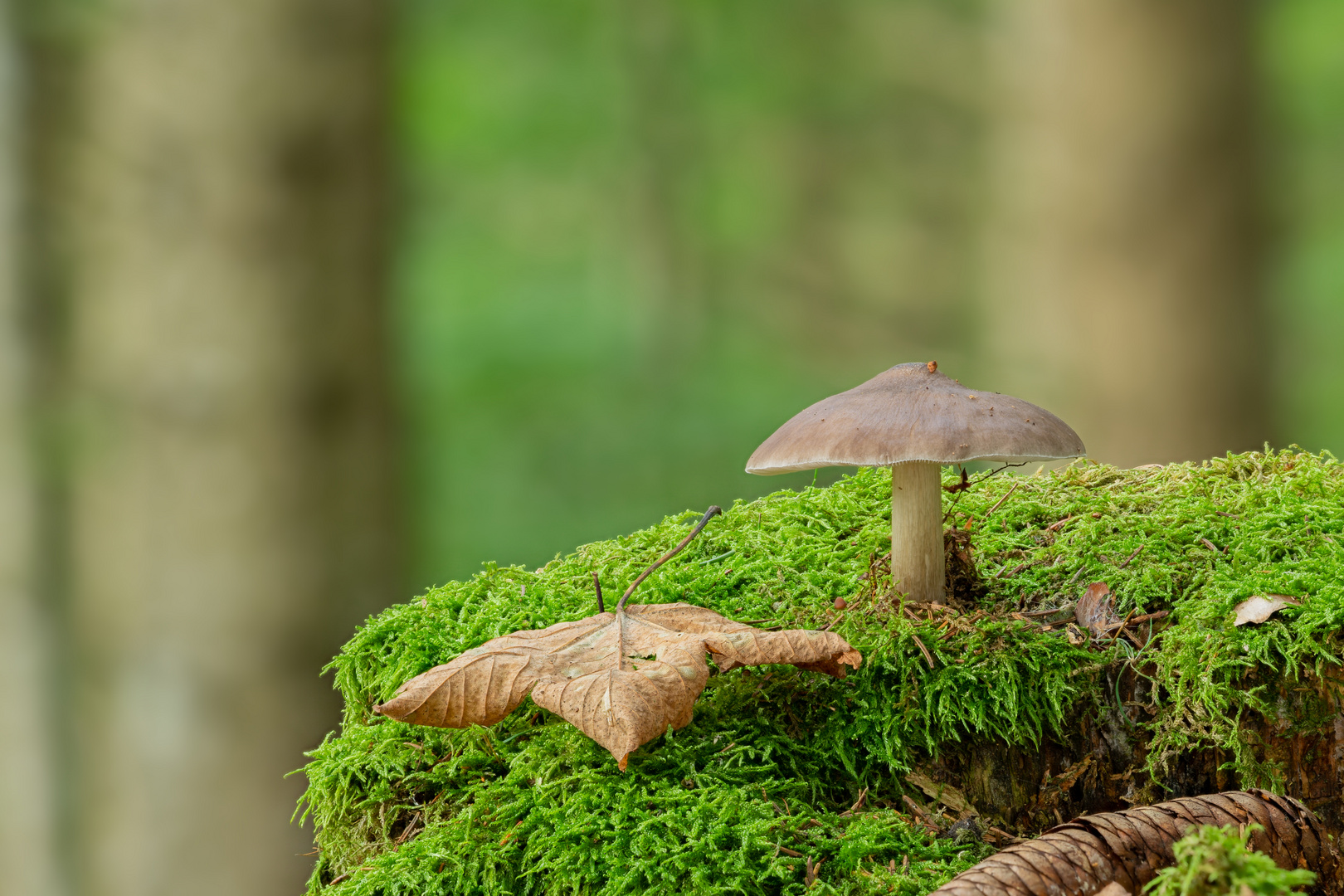 Rehbrauner Dachpilz im Wald