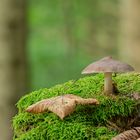 Rehbrauner Dachpilz im Wald