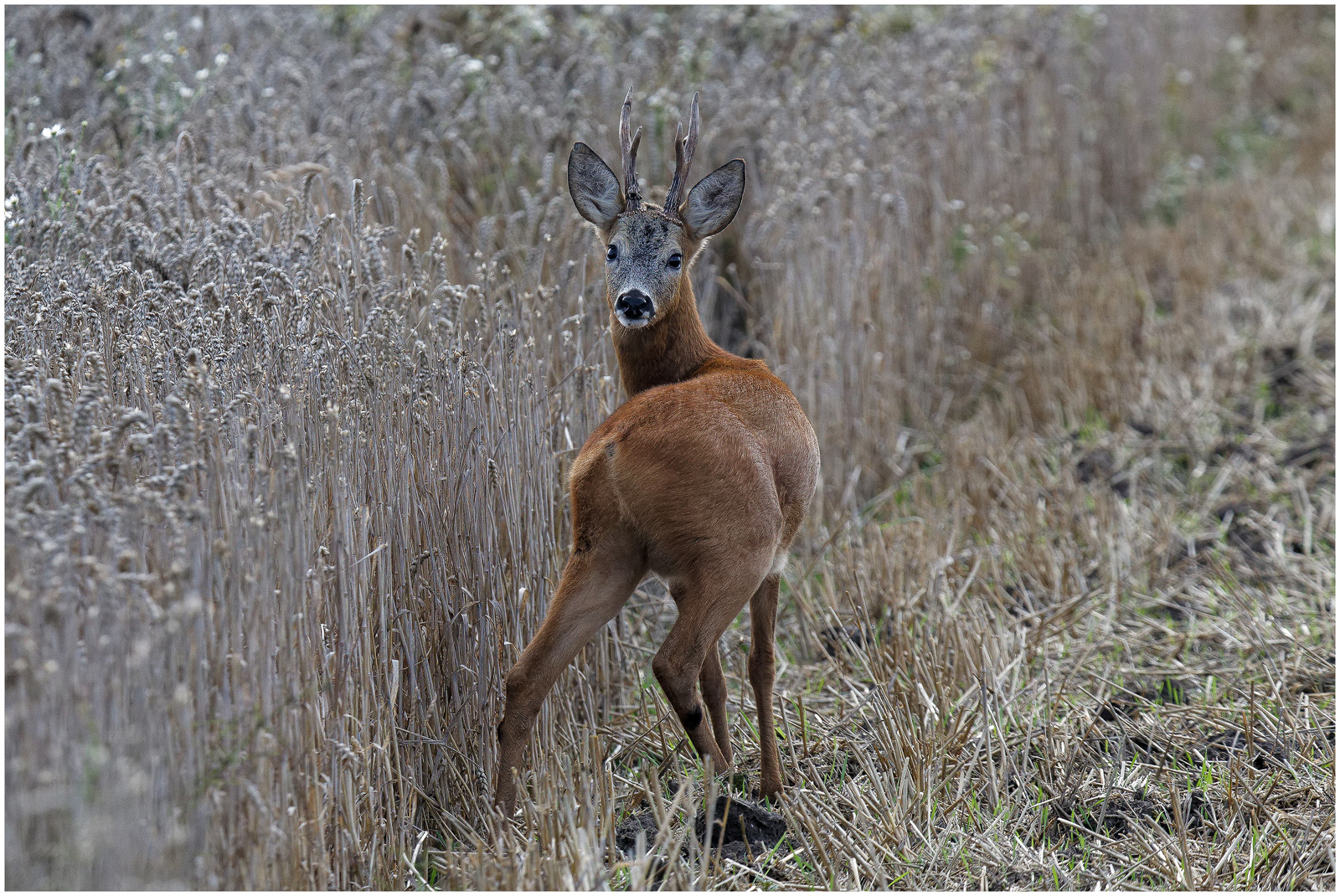 Rehbrunft -6 –  Ein Bock im Kornfeld