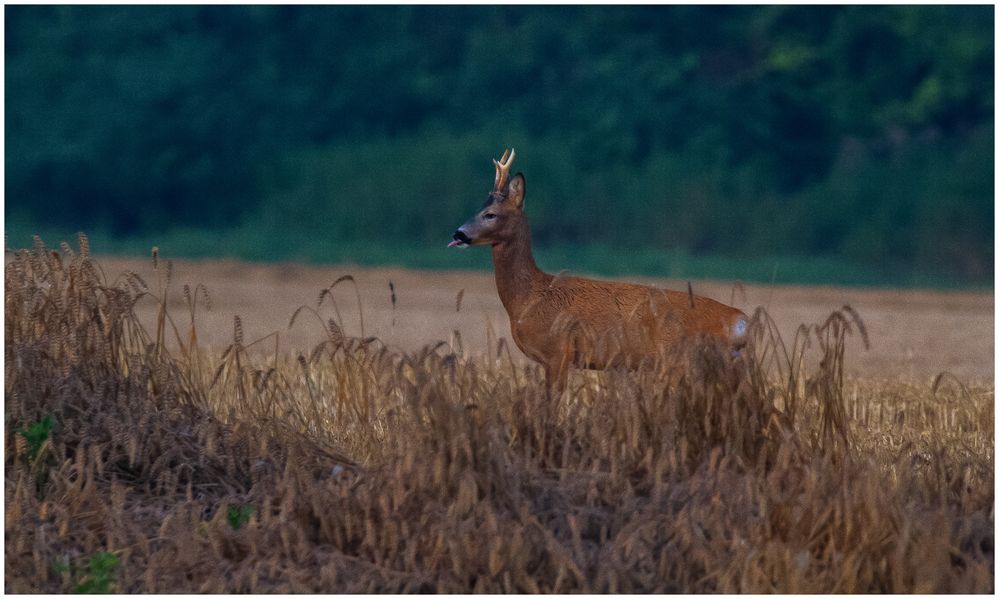 Rehbrunft -9 –  Starker Bock