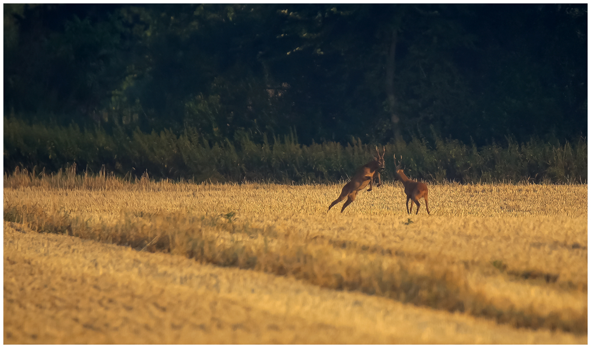 Rehbrunft (Blattzeit)  -3-