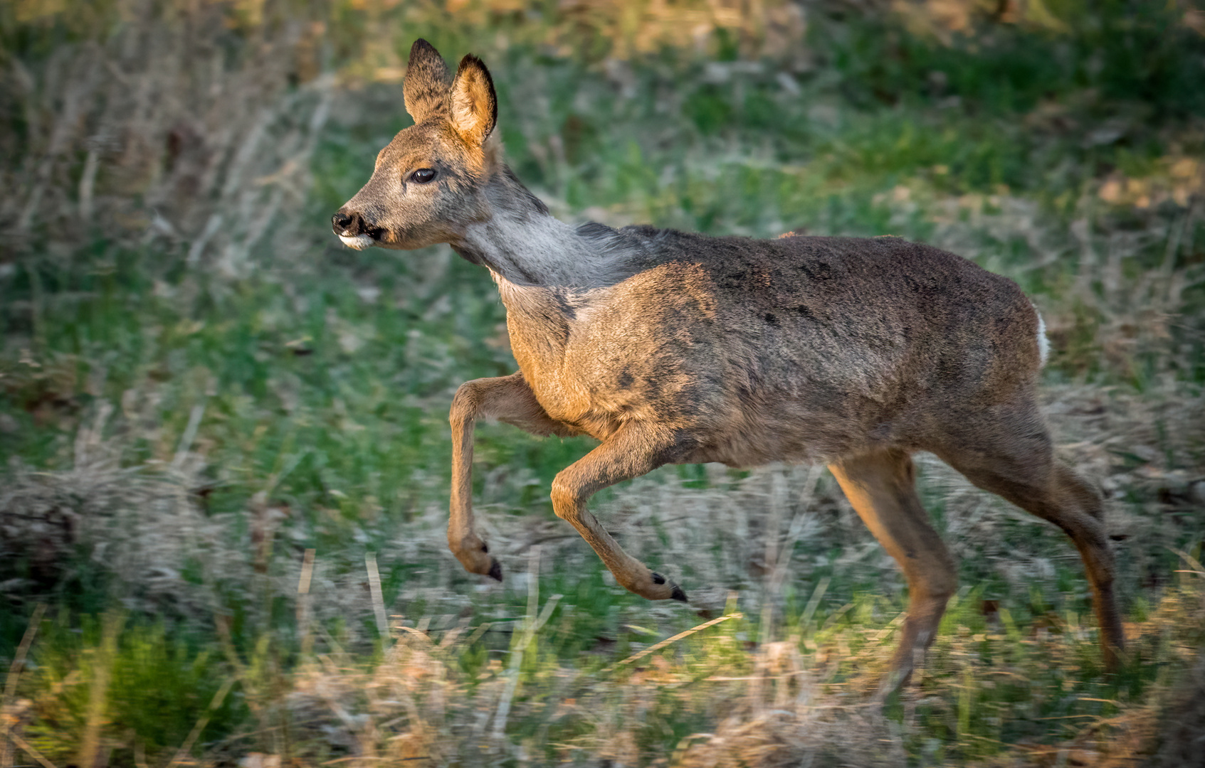 "Rehchen lauf Galopp"