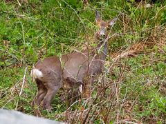 Rehdame führt Rehbock aus