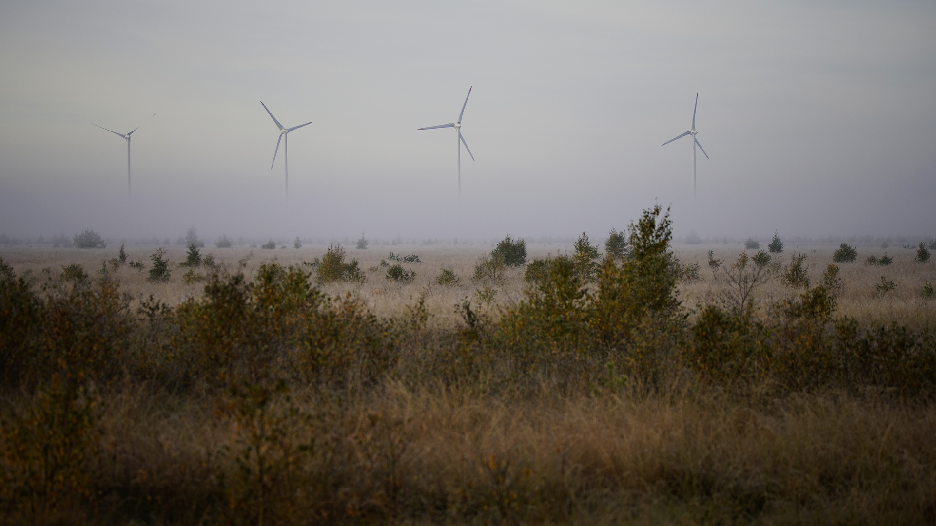 Rehdener Geestmoor. Foto & Bild landschaft, moor, nebelstimmungen