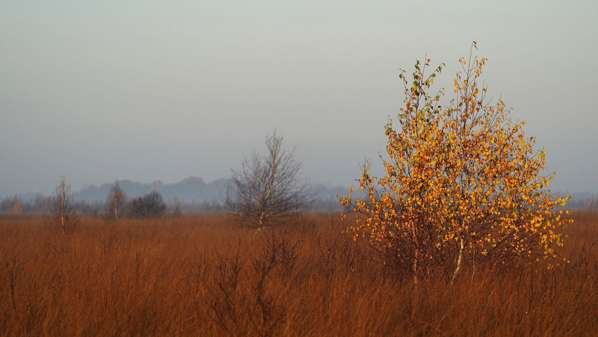 Rehdener Geestmoor.