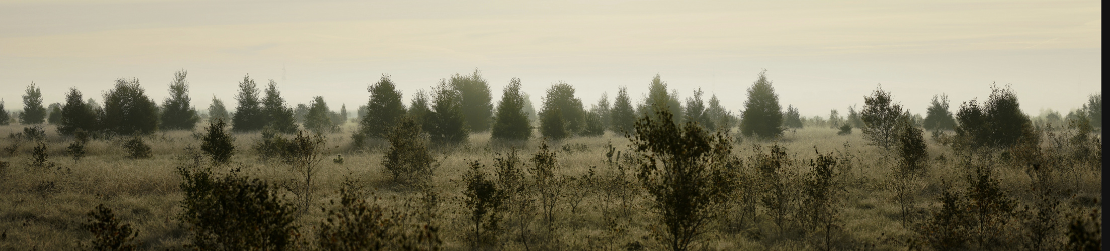 Rehdener Geestmoor. Foto & Bild landschaft, moor, nebelstimmungen