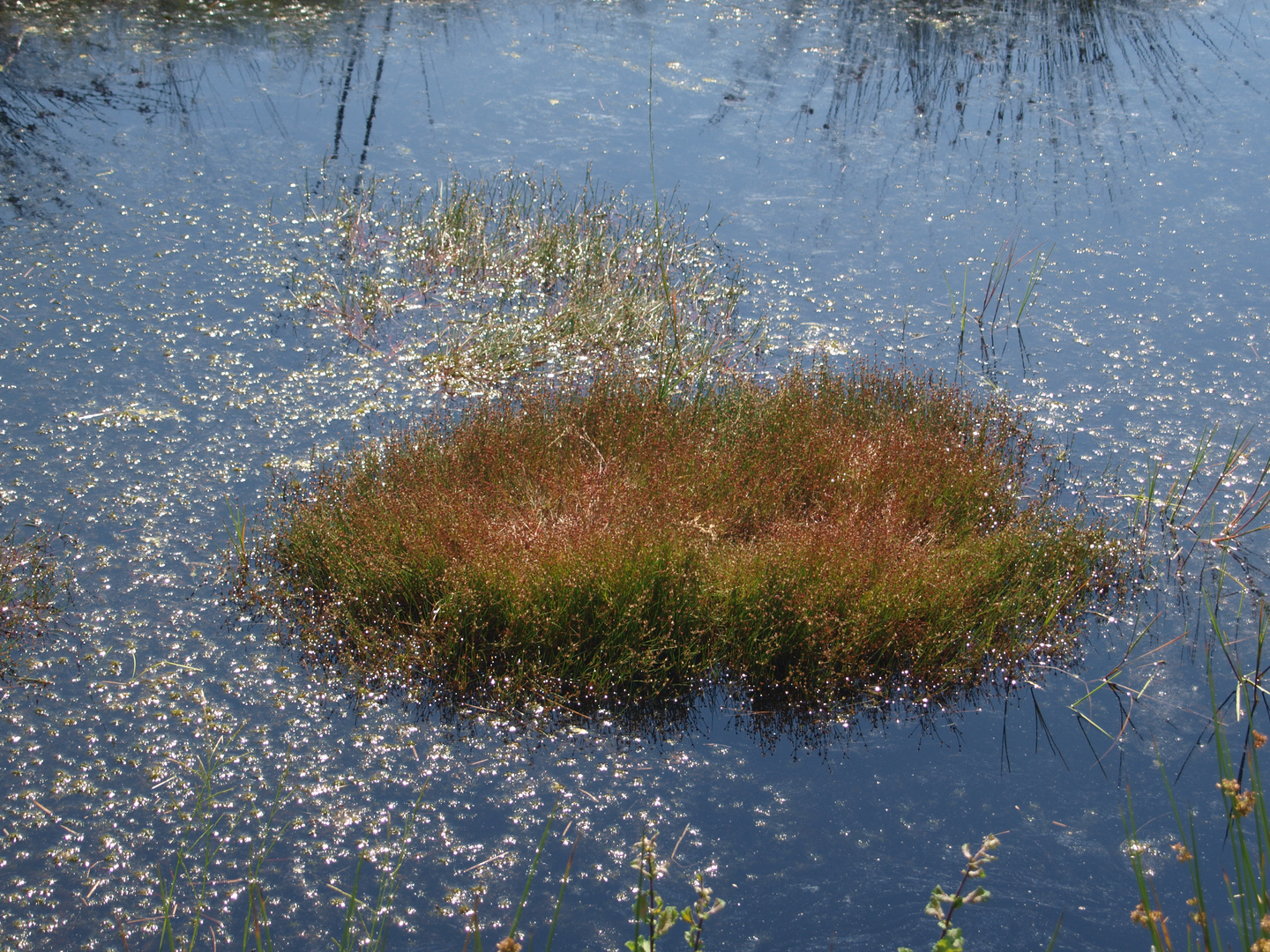 Rehdener Moor