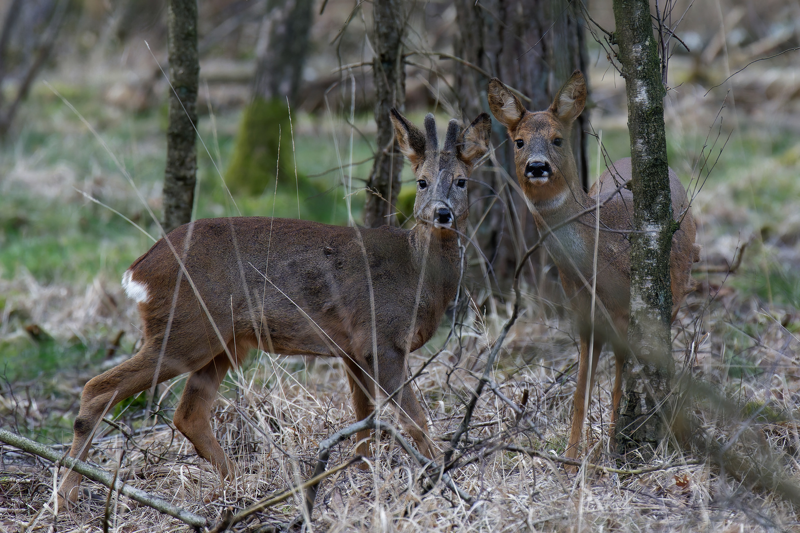 Rehe