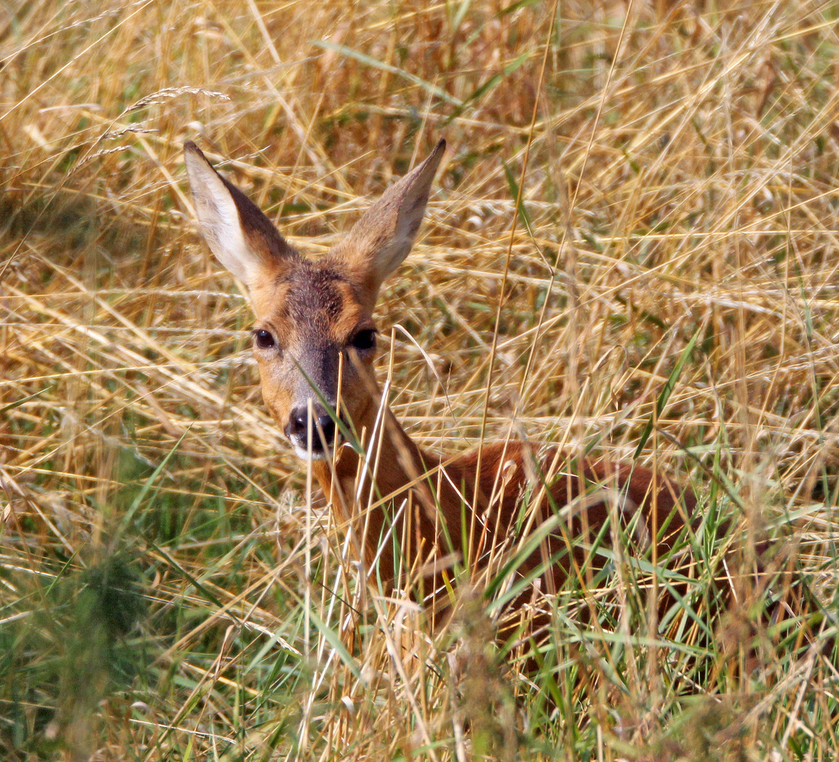 Rehe -11- Begegnung am Morgen