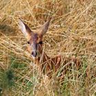 Rehe -11- Begegnung am Morgen