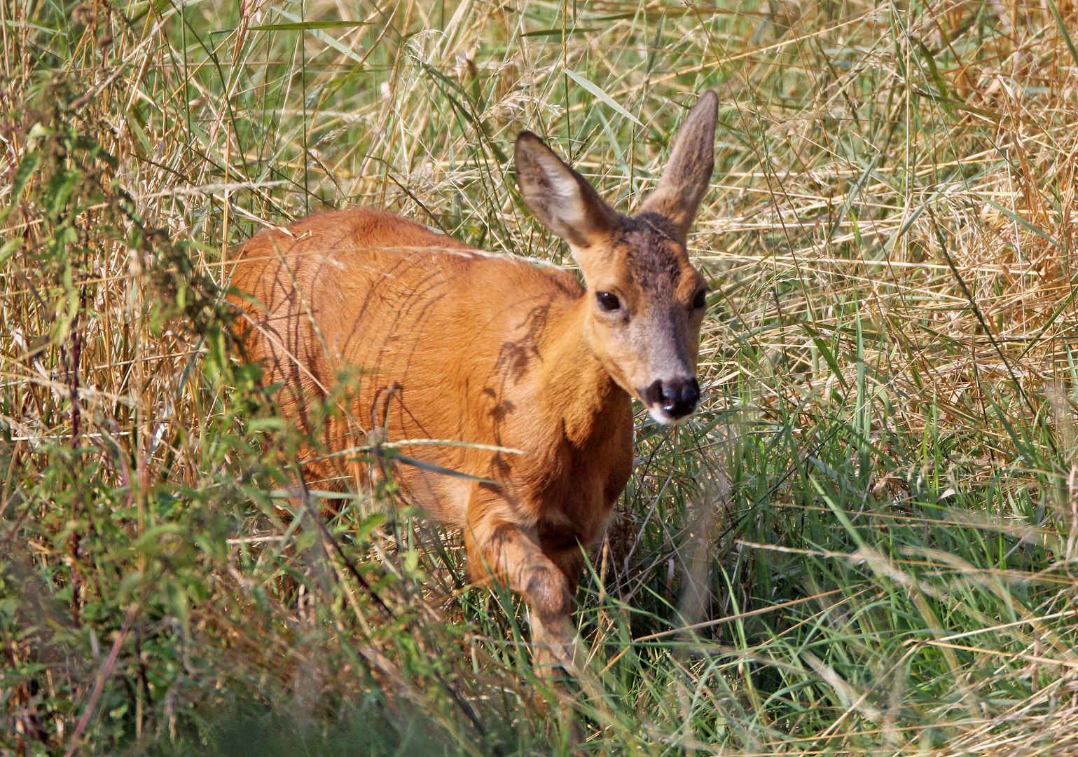 Rehe -12- Begegnung am Morgen