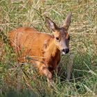 Rehe -12- Begegnung am Morgen