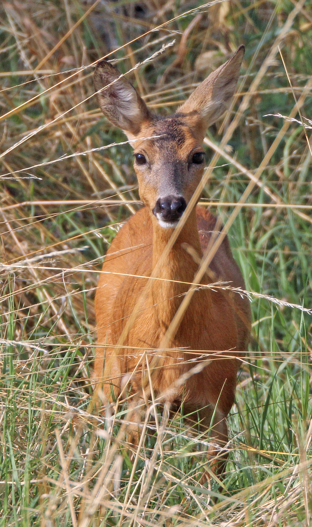 Rehe -13- Begegnung am Morgen