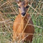 Rehe -13- Begegnung am Morgen