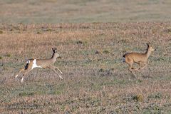 Rehe