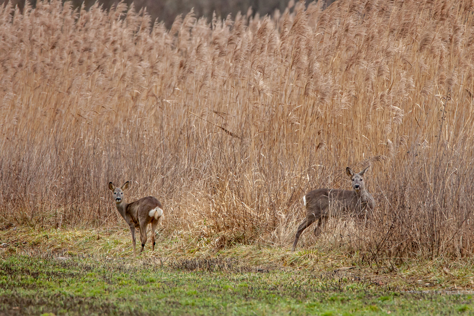 Rehe