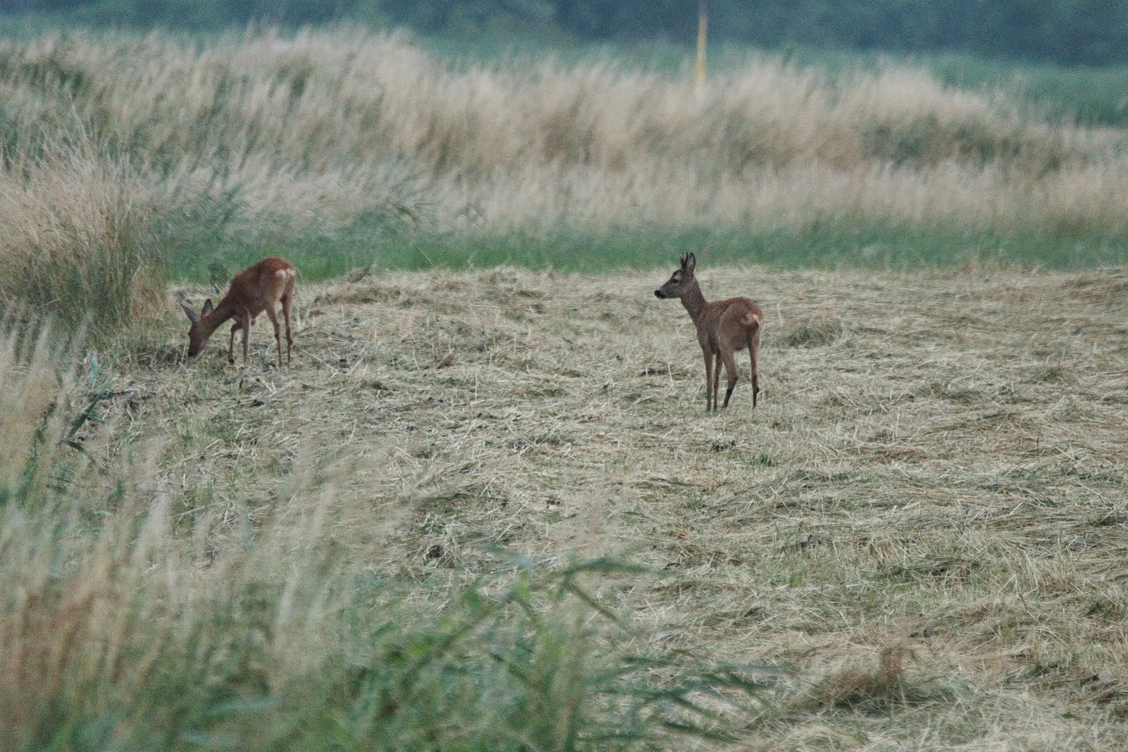 Rehe