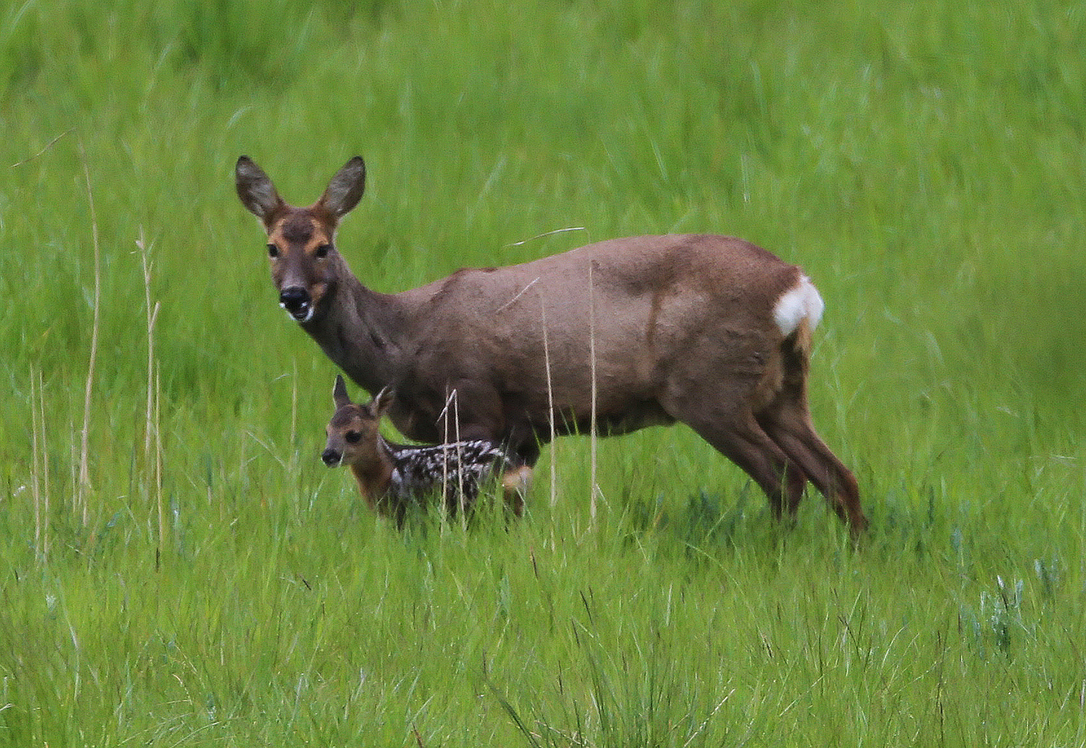 Rehe 4 Foto & Bild natur haarwild, tiere, wildlife Bilder auf