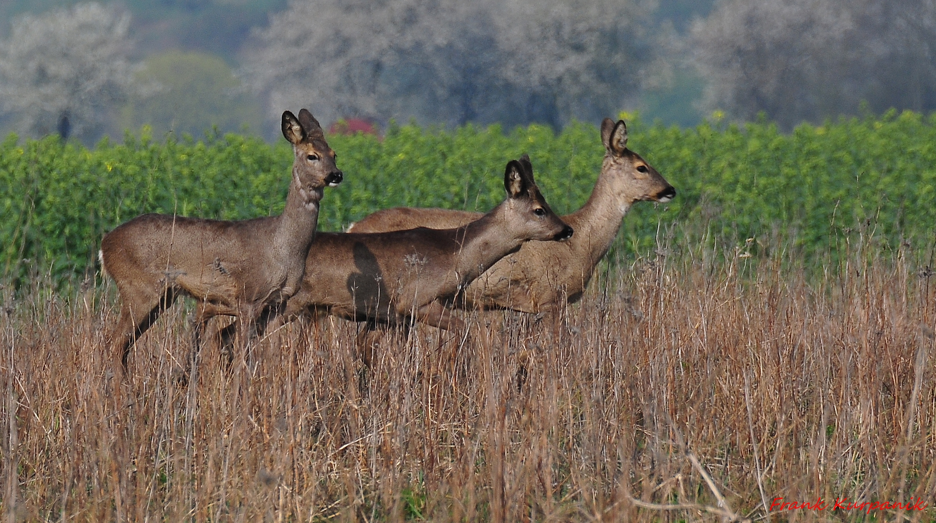 Rehe