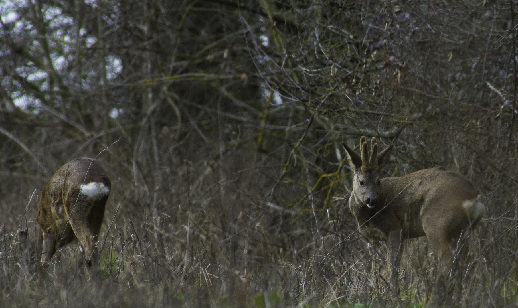 Rehe.