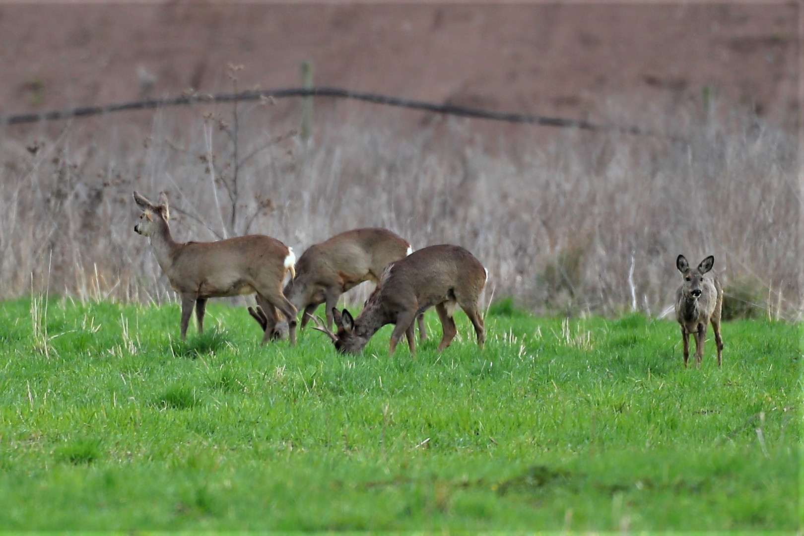 Rehe Foto & Bild tiere, wildlife, säugetiere Bilder auf