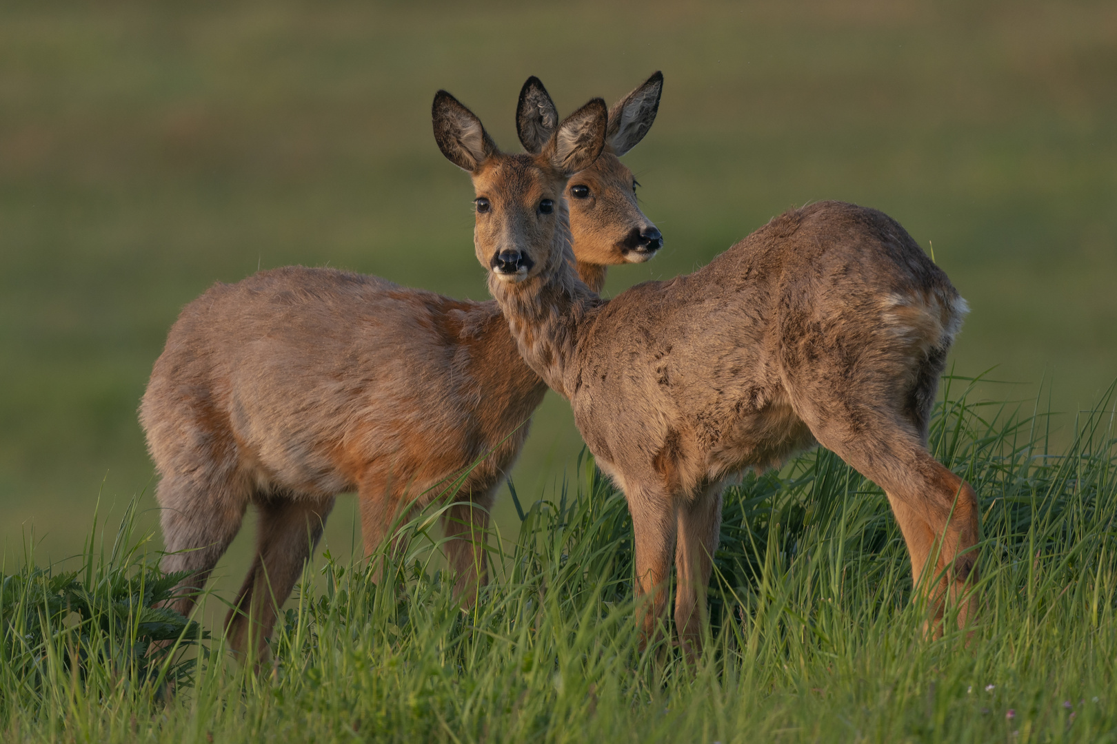 Rehe Foto & Bild tiere, wildlife, wildlife sonstige tiere Bilder auf