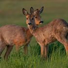 Rehe