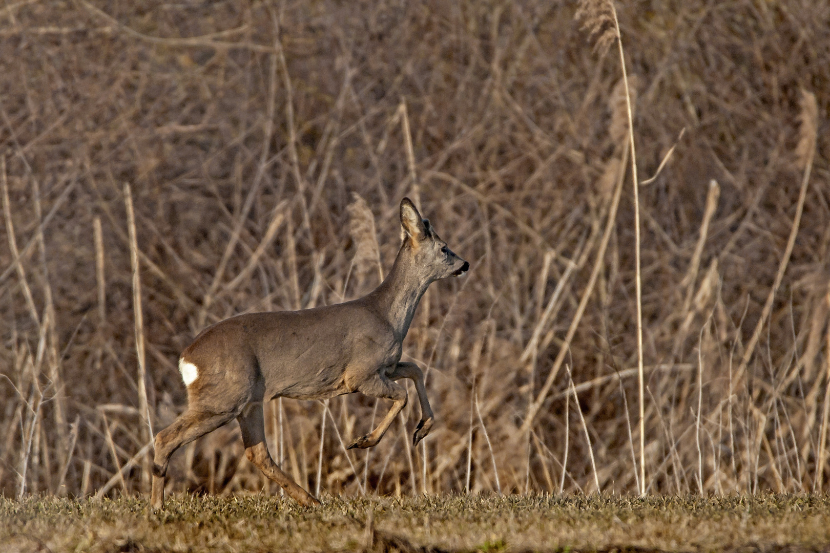 Rehe