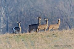 Rehe