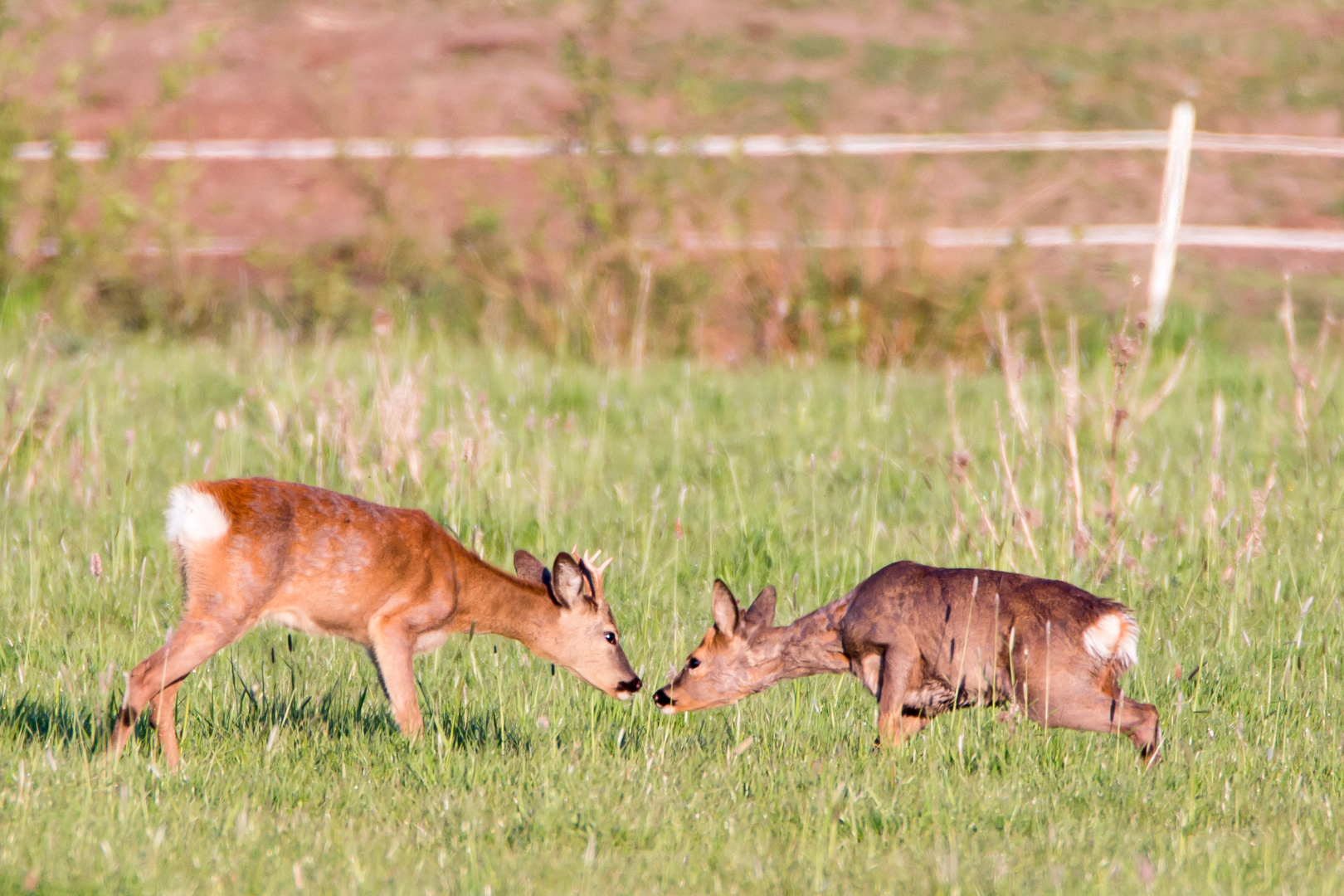 Rehe.