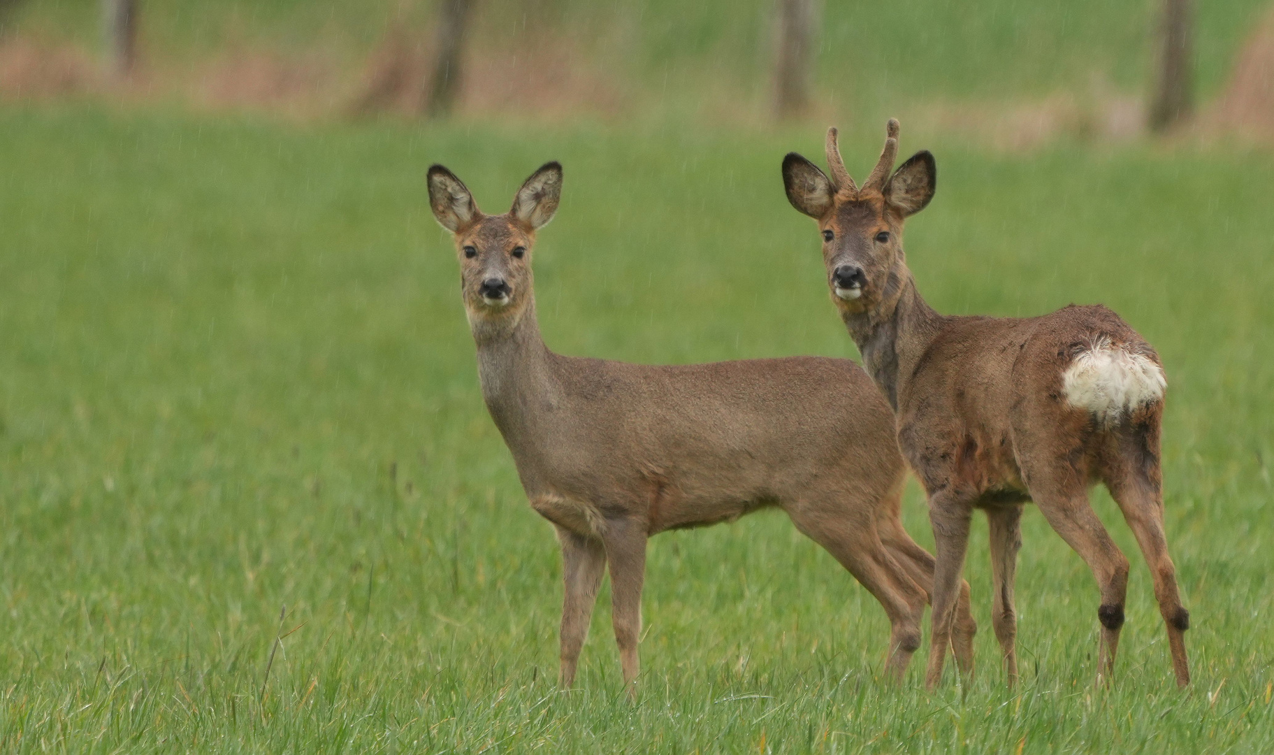 Rehe. Foto & Bild | outdoor, wiese, natur Bilder auf fotocommunity