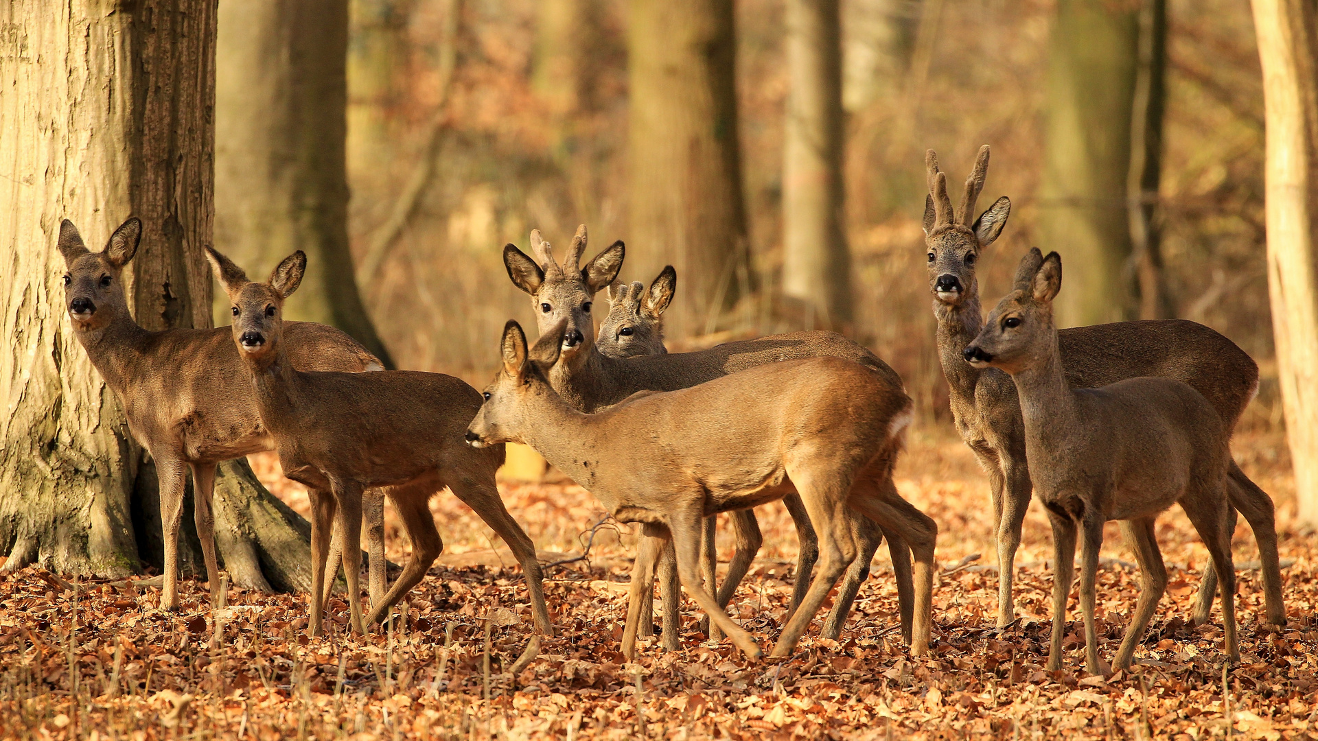 Rehe Foto & Bild | wald, bäume, natur Bilder auf fotocommunity
