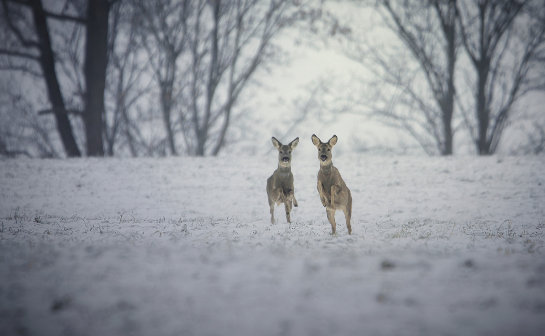 Rehe Foto & Bild tiere, wildlife, wildlife sonstige tiere Bilder auf