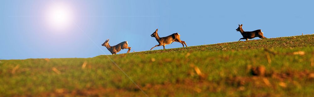 Rehe abends am Felde