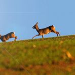 Rehe abends am Felde