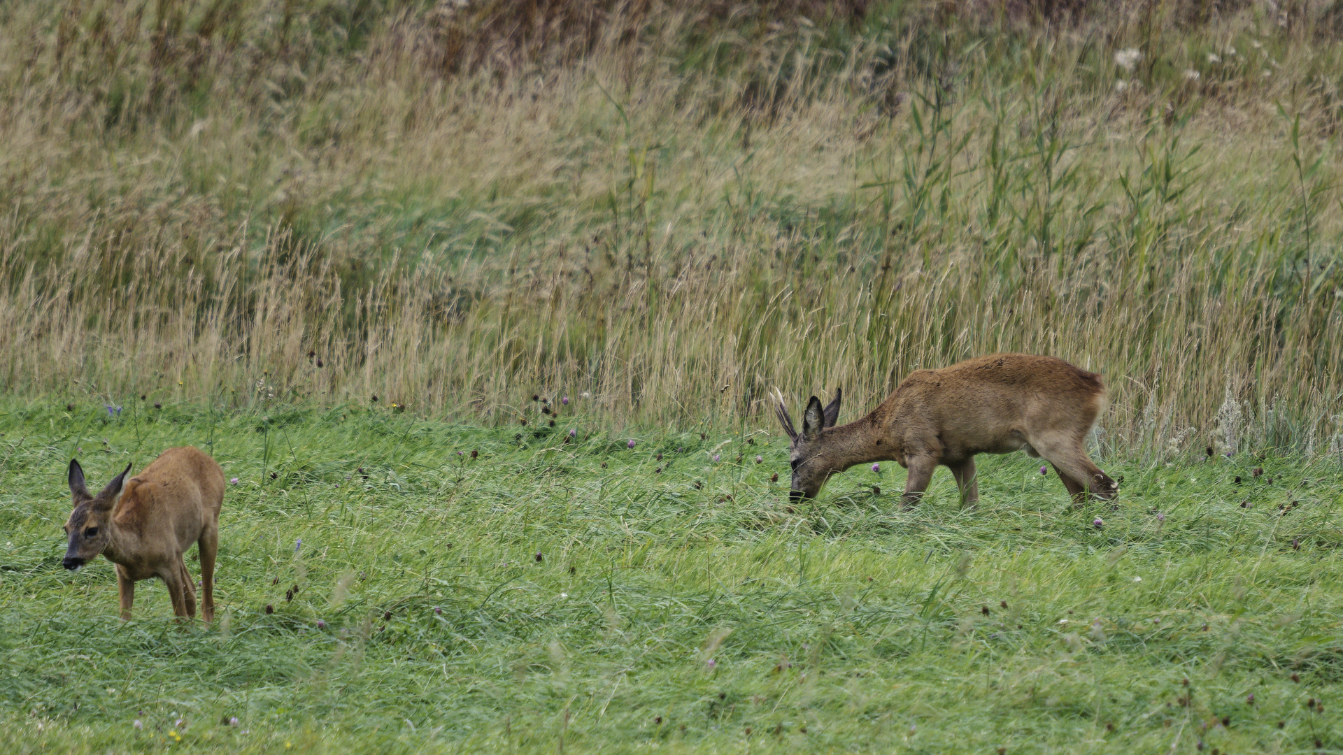 Rehe äsen am seewärtigen Deich in Cuxhaven-Duhnen.