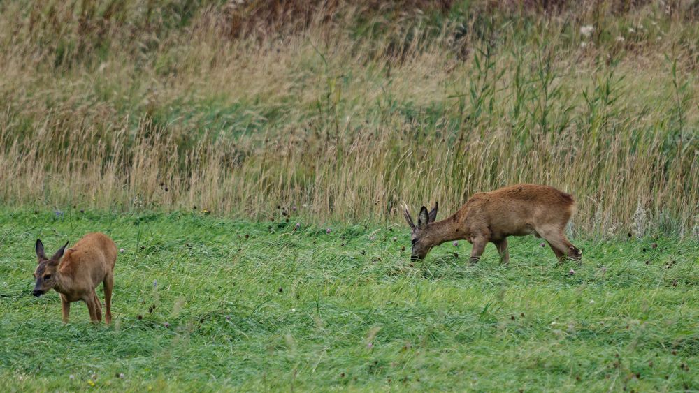 Rehe äsen am seewärtigen Deich in Cuxhaven-Duhnen.