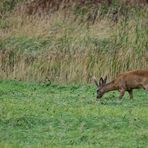 Rehe äsen am seewärtigen Deich in Cuxhaven-Duhnen.