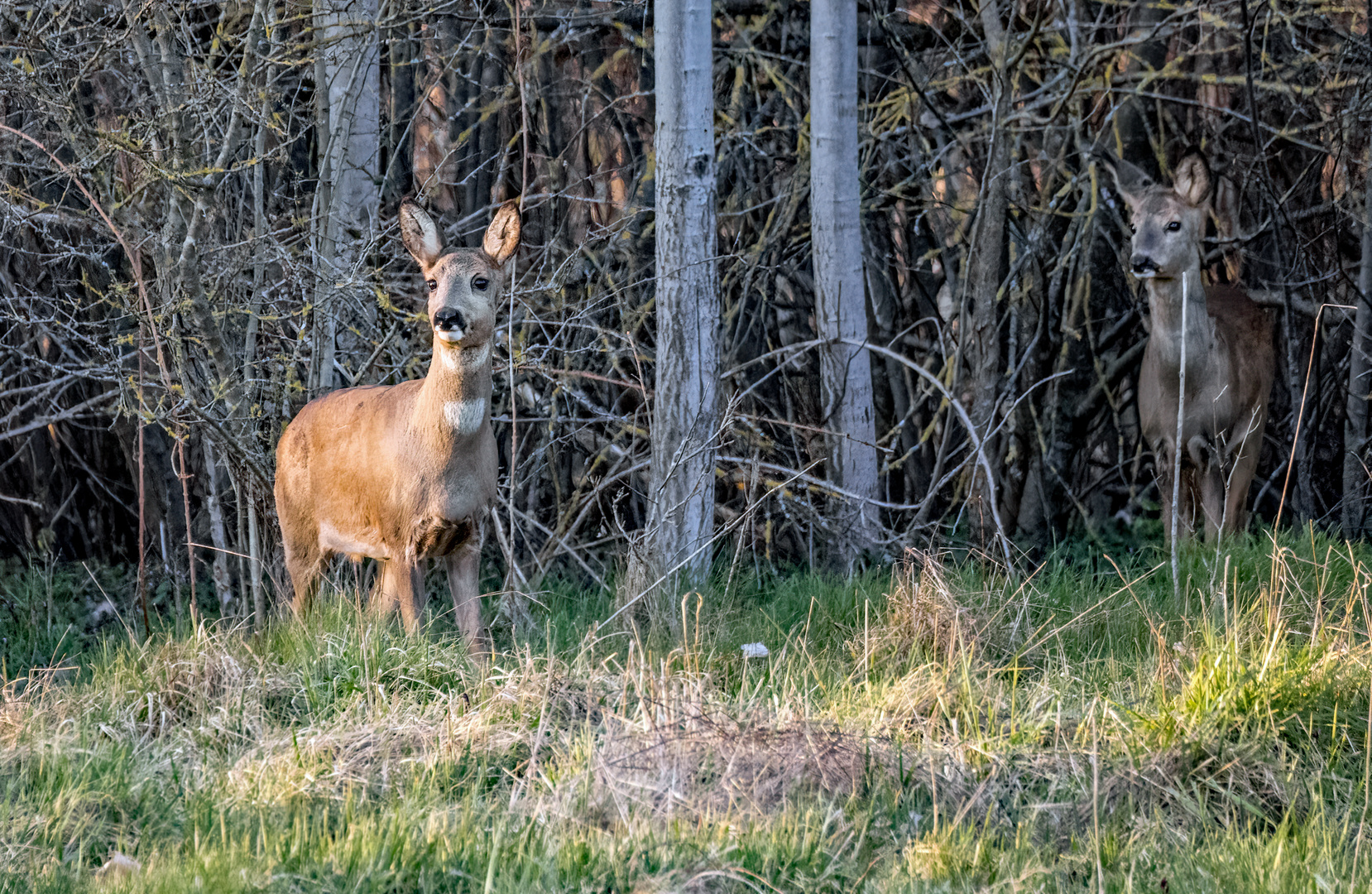 "REHE AM ABEND"