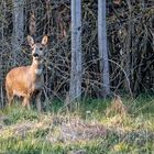 "REHE AM ABEND"