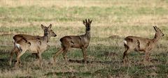 Rehe am Abend 1