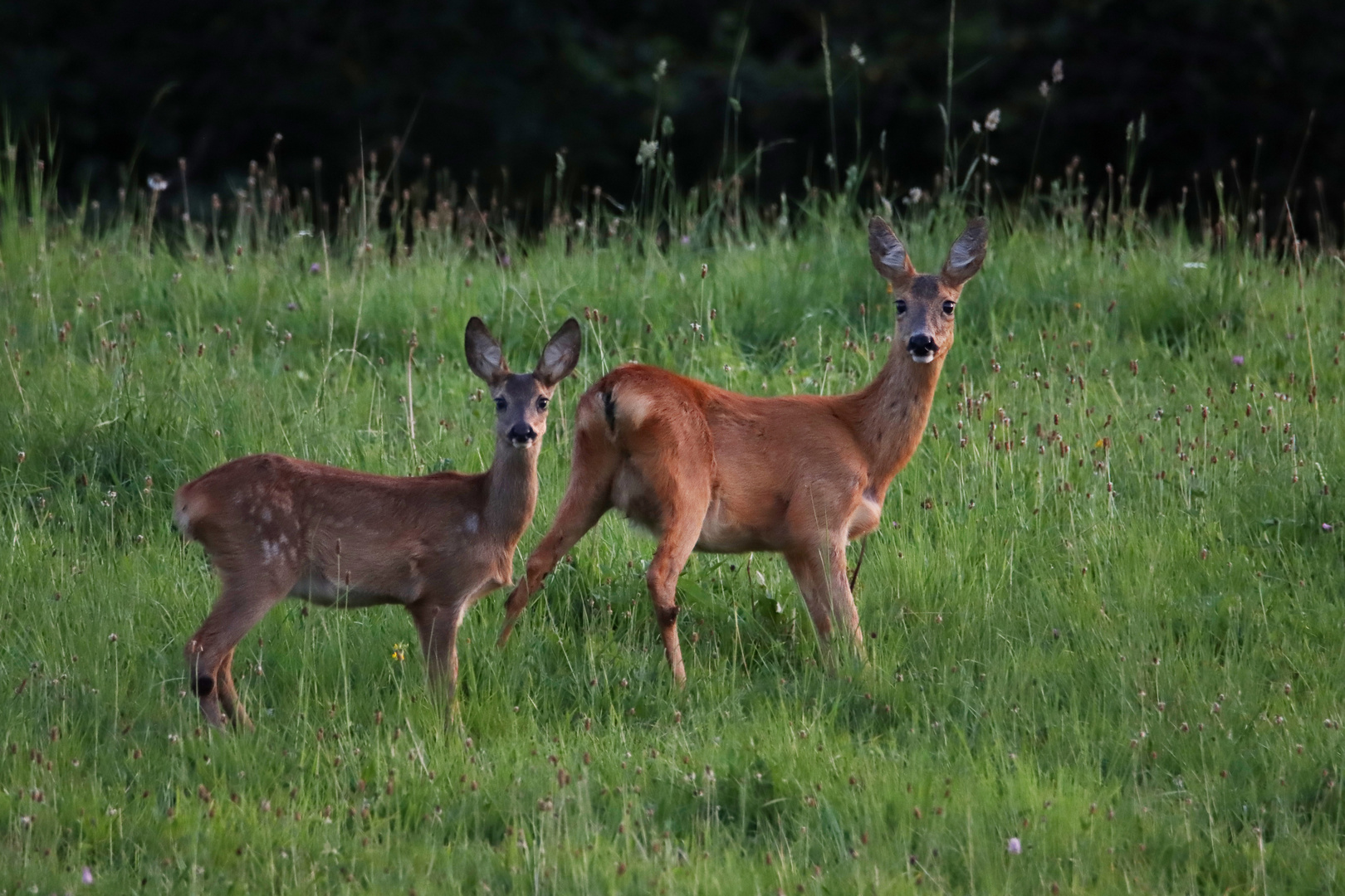 Rehe am Abend